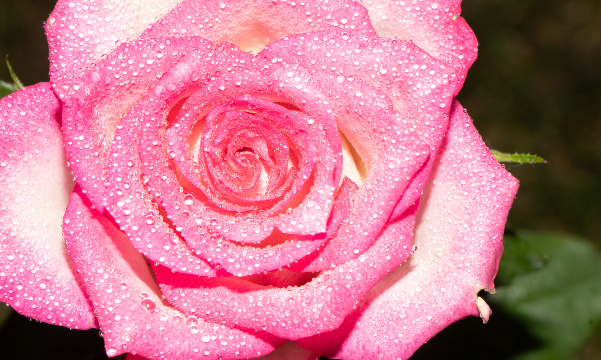 Rose mit Wassertropfen