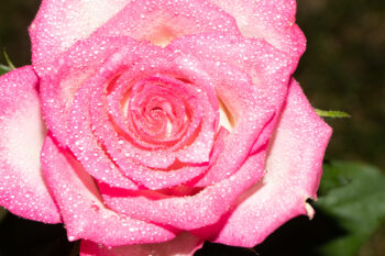 Rose mit Wassertropfen